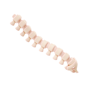 Small Spine Three Image