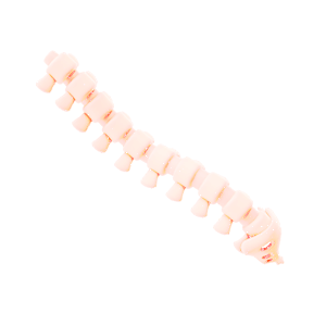 Small Spine Two Image